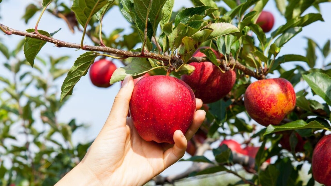 Vedeli ste, že jablká majú svoj medzinárodný deň? Netradične ho oslávili v BILLA