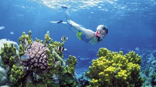 Pre klimatické zmeny prišla austrálska bariéra o viac ako polovicu koralov
