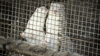 Ohrozí vakcínu? Zmutovaný vírus z noriek infikoval desiatky ľudí