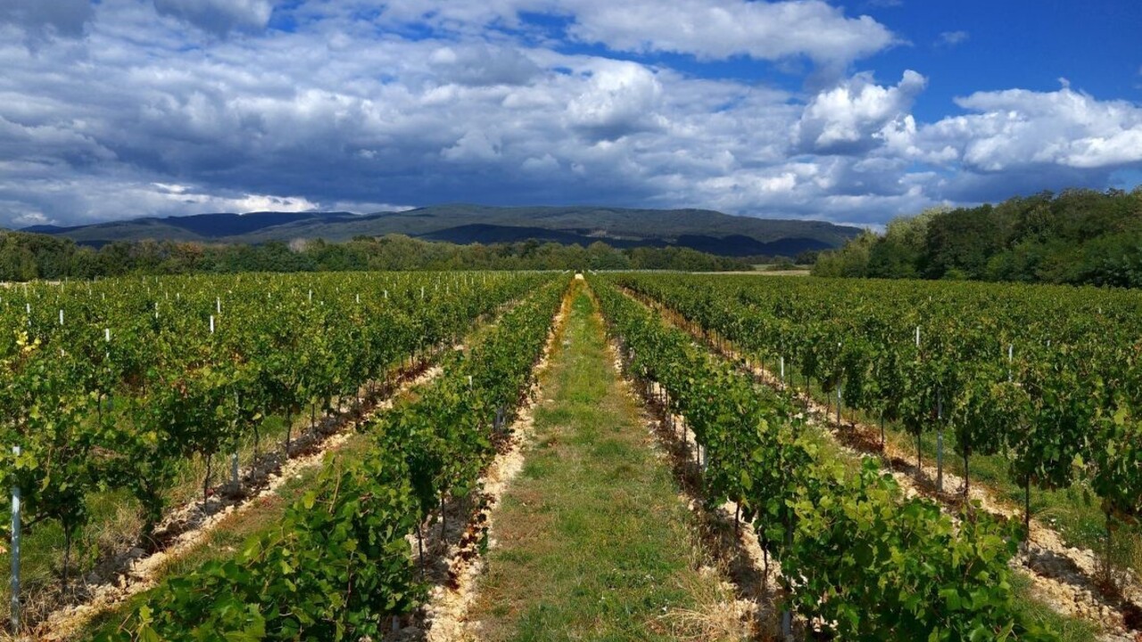 Vďaka Lidlu sa slovenskí vinári presadzujú aj v zahraničí