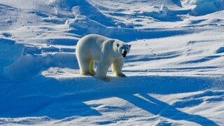 Ľadovým medveďom mizne územie, približujú sa k obydliam