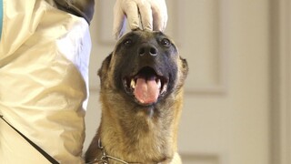 Vedia to rozoznať. V Rakúsku budú proti nákaze bojovať aj psy