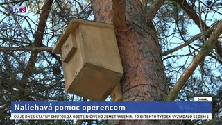 Ochranári chcú spomaliť úbytok vtáctva, inštalujú vtáčie búdky