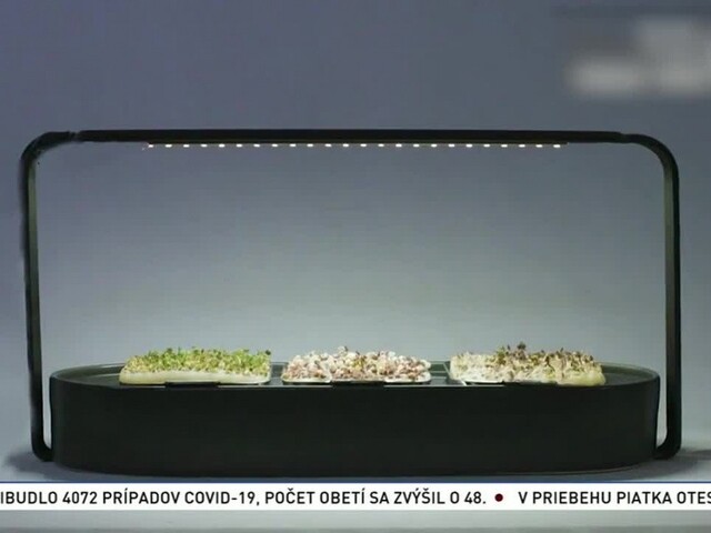 Radi sadíte? Vďaka domácej záhradke nemusíte čakať do jari