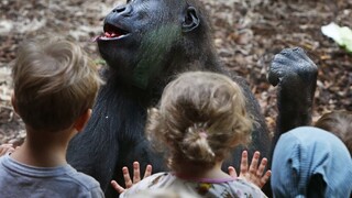 Gorily v zoo začali kašľať, mali pozitívny test na koronavírus