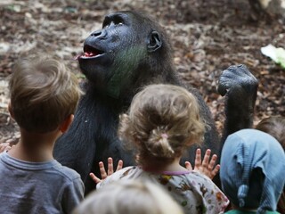 Gorily v zoo začali kašľať, mali pozitívny test na koronavírus