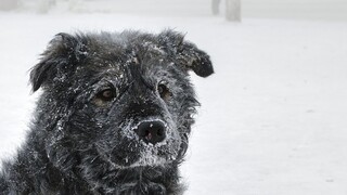 Koniec víkendu bude mrazivý, niekde očakávajú až mínus 25 stupňov