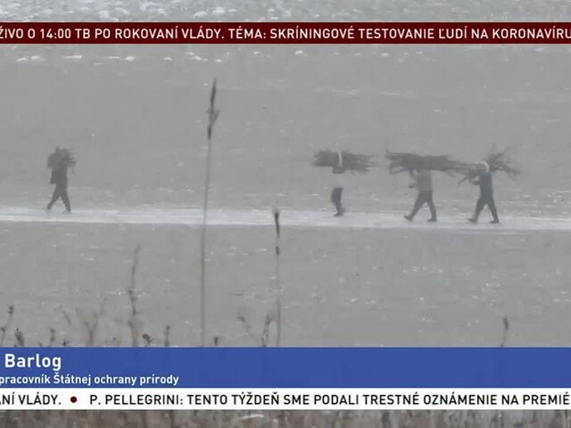 Krádeží dreva pribúda, majitelia lesov sú bez pomoci zúfalí