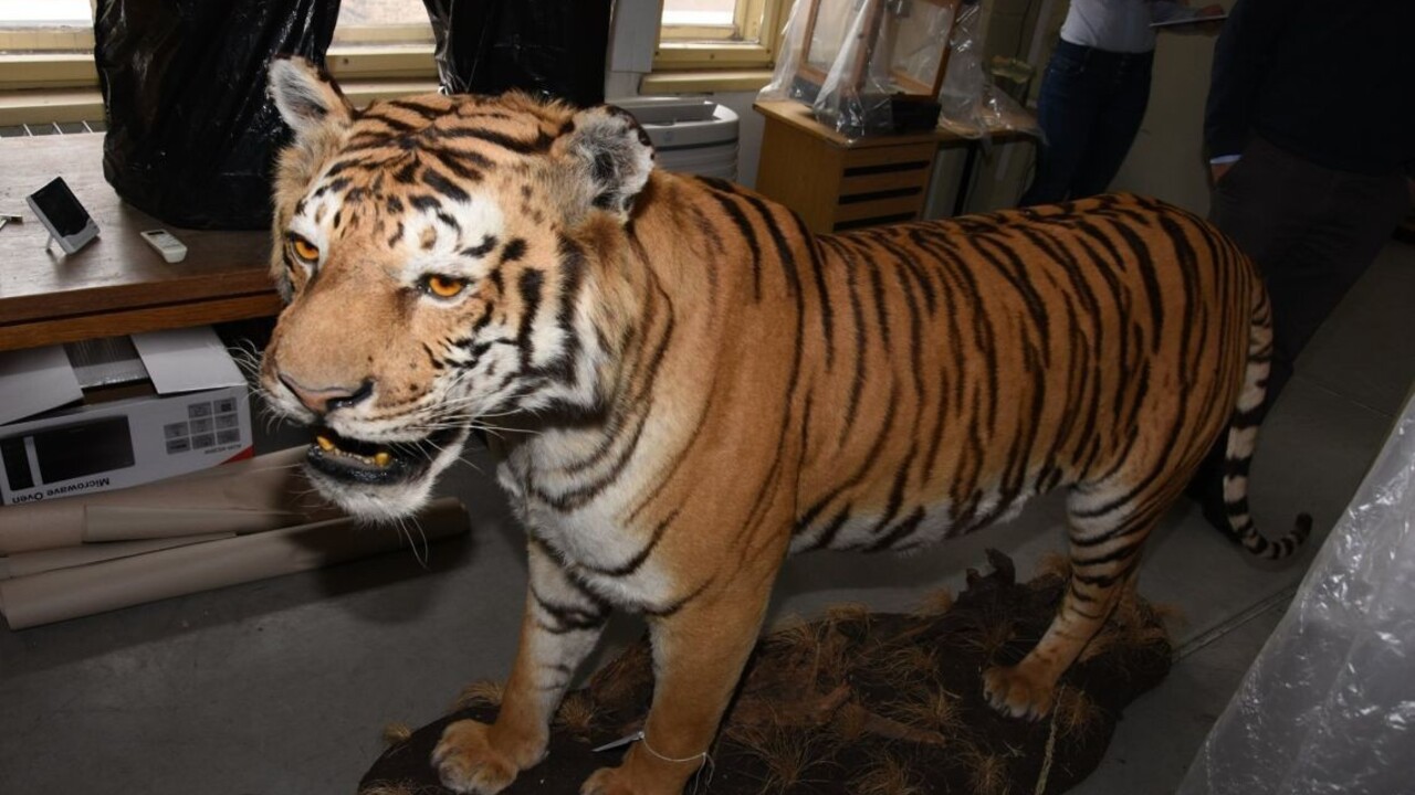 Slovák ulovil v Afrike tigra, hrozí mu niekoľkoročný trest