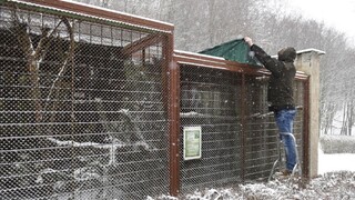 Potvrdili vtáčiu chrípku, objavila sa v Bratislave i v Košiciach