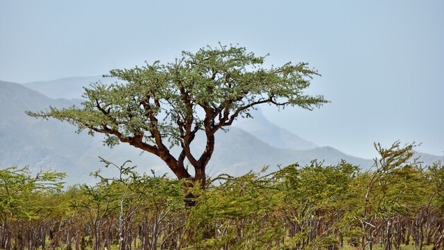boswellia-frankincense-tree-socotra-island-yemendepositphotos-179980332-xl-2015_0a140371-5601-ffec.jpg