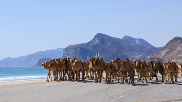 camels-in-omandepositphotos-98441246-xl-2015_c0a80301-56c3-a4d5.jpg