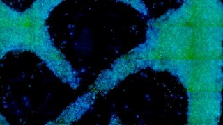 Vedci sú o krok bližšie k vypestovaniu dreva v laboratóriu