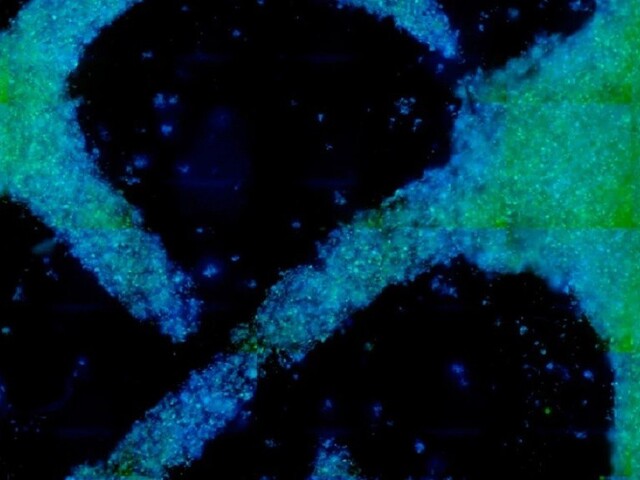 Vedci sú o krok bližšie k vypestovaniu dreva v laboratóriu