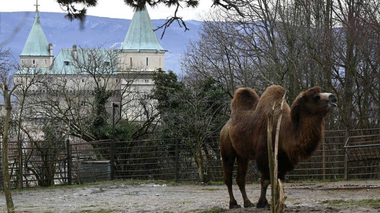 FOTO Zimná zoo je iná, zvieratá sú spokojnejšie. Takto vyzerajú Bojnice