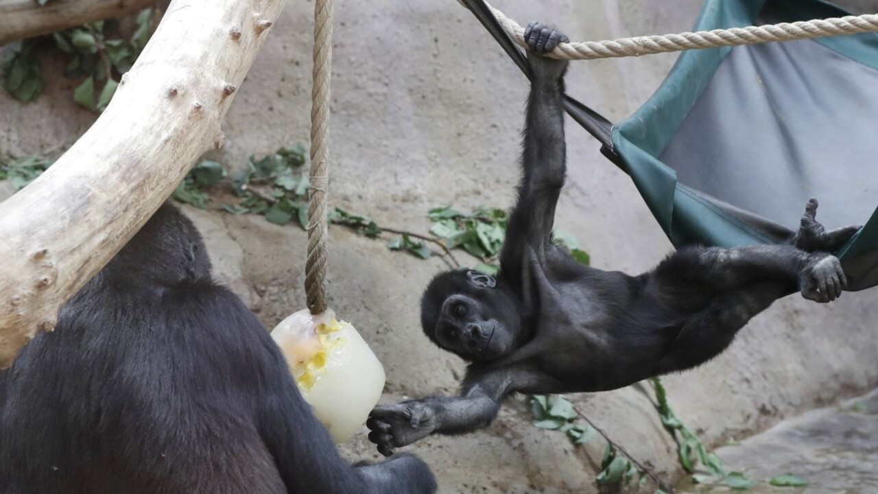 Nádcha, kašeľ i únava. Zvieratá v zoo sa nakazili Covidom