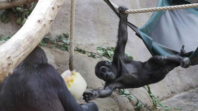 Nádcha, kašeľ i únava. Zvieratá v zoo sa nakazili Covidom