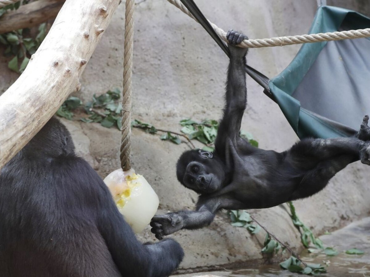 Nádcha, kašeľ i únava. Zvieratá v zoo sa nakazili Covidom