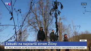 Mesto sa chytilo iniciatívy za záchranu najstaršieho stromu v Žiline