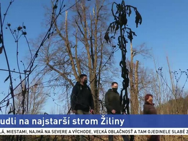 Mesto sa chytilo iniciatívy za záchranu najstaršieho stromu v Žiline