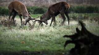 Cielené pytliactvo nedokážu ustrážiť, výkup parožia zákon nerieši