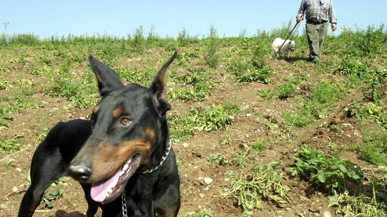 Žena bránila svojho psa pred dobermanom, liečiť sa bude mesiace