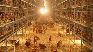 Miestni sa boja zápachu a hluku. Obyvatelia obce pri Bánovciach spustili petíciu proti veľkochovu hydiny