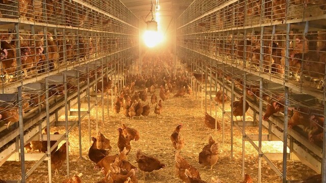 sliepka, hydina, farma, 1140x