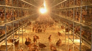 sliepka, hydina, farma, 1140x