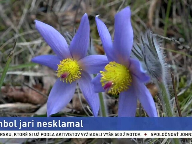 Turisti na Spiši sa môžu pokochať symbolom jari, ktorý vykvitol