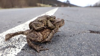 Migrácia žiab je v plnom prúde, ochranári im pomáhajú prežiť