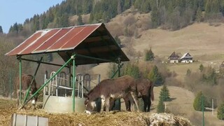 Druhá šanca pre zvieratá. V Zázrivej chcú rozšíriť záchrannú stanicu