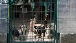 Preč z preplnených útulkov. Koronakríza napomohla adopcii psov
