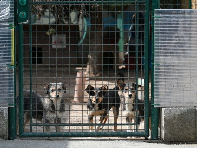 Preč z preplnených útulkov. Koronakríza napomohla adopcii psov