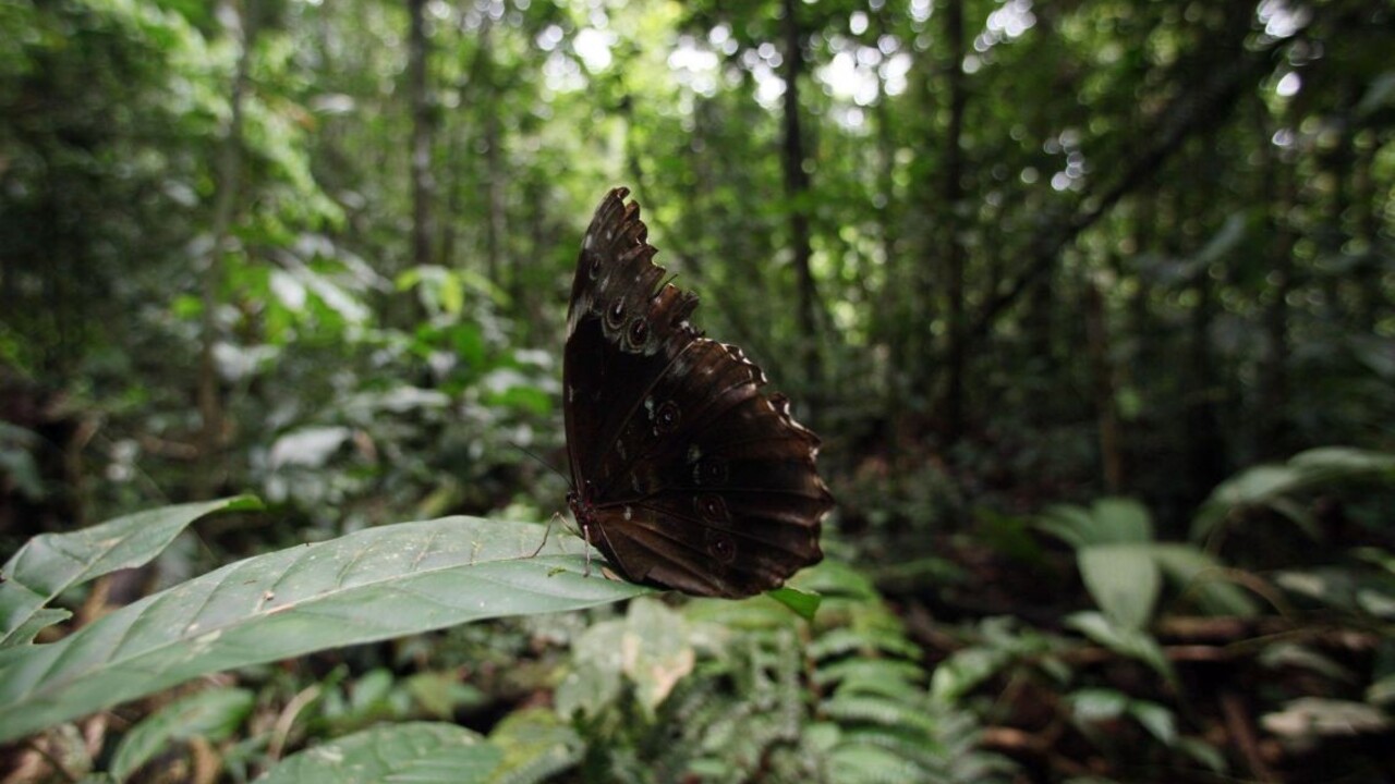 Ako vznikol Amazonský prales? Vedci prišli s novým zistením