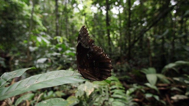 Ako vznikol Amazonský prales? Vedci prišli s novým zistením