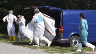 Africký mor ošípaných je už v 15 okresoch. Situácia sa zhoršuje