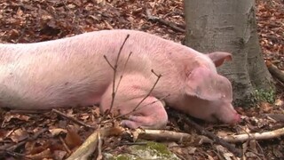 Nachádzajú odhodené telá zvierat, miestni upozorňujú na pytliactvo