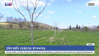 Z Považia zmizli vzácne ovocné stromy, prípad rieši polícia
