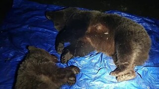 Ochranári v Tatrách usmrtili dva medvede, zdvihla sa vlna kritiky