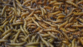 múčne červy hmyz larvy 1140px (TASR/Lukáš Grinaj)