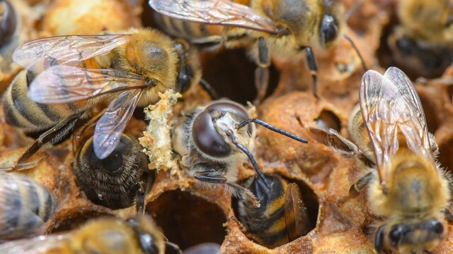 Včely hmyz úľ 1140px (TASR/AP)