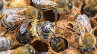 Nikodým: Včela nepotrebuje chrániť, je to hospodárske zviera. Chrániť treba prostredie