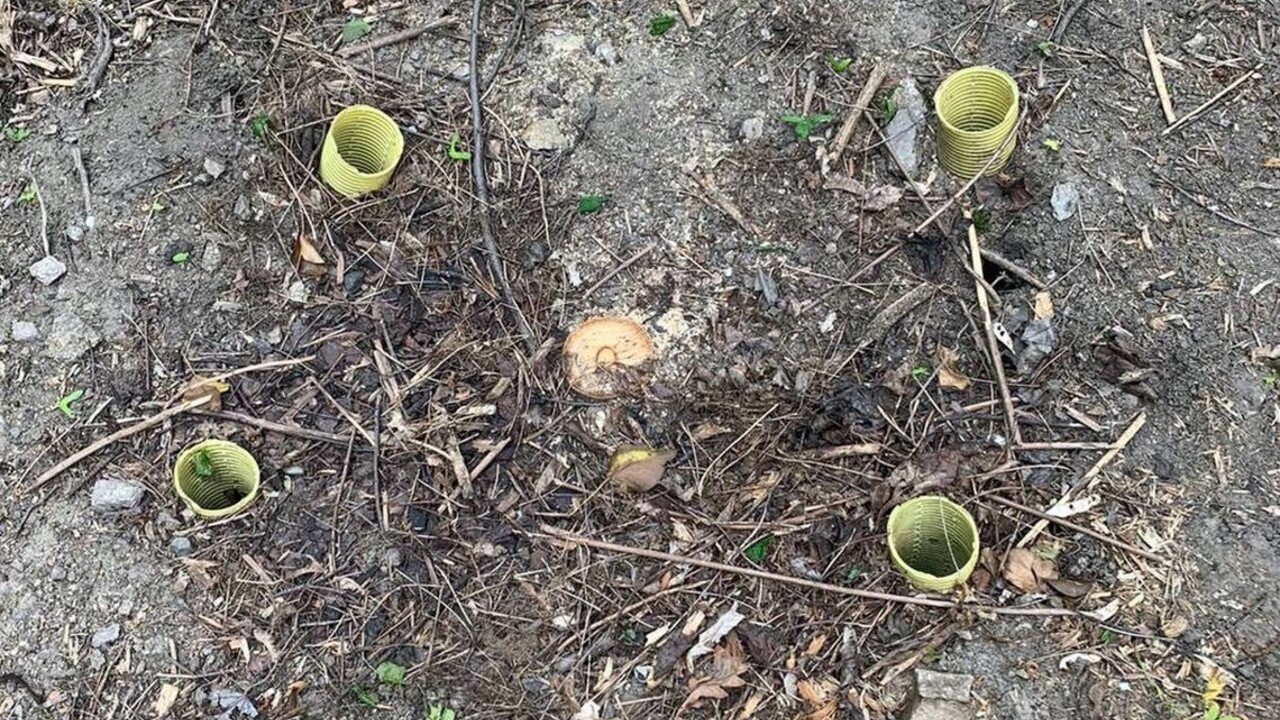 Bratislava: Vypílené duby v Horskom parku nahradia novými