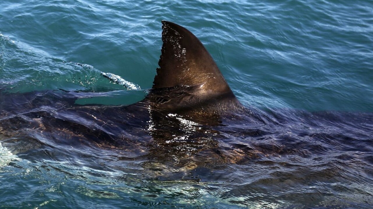 Žralok opäť útočil. 50-ročného surfistu sa už nepodarilo zachrániť