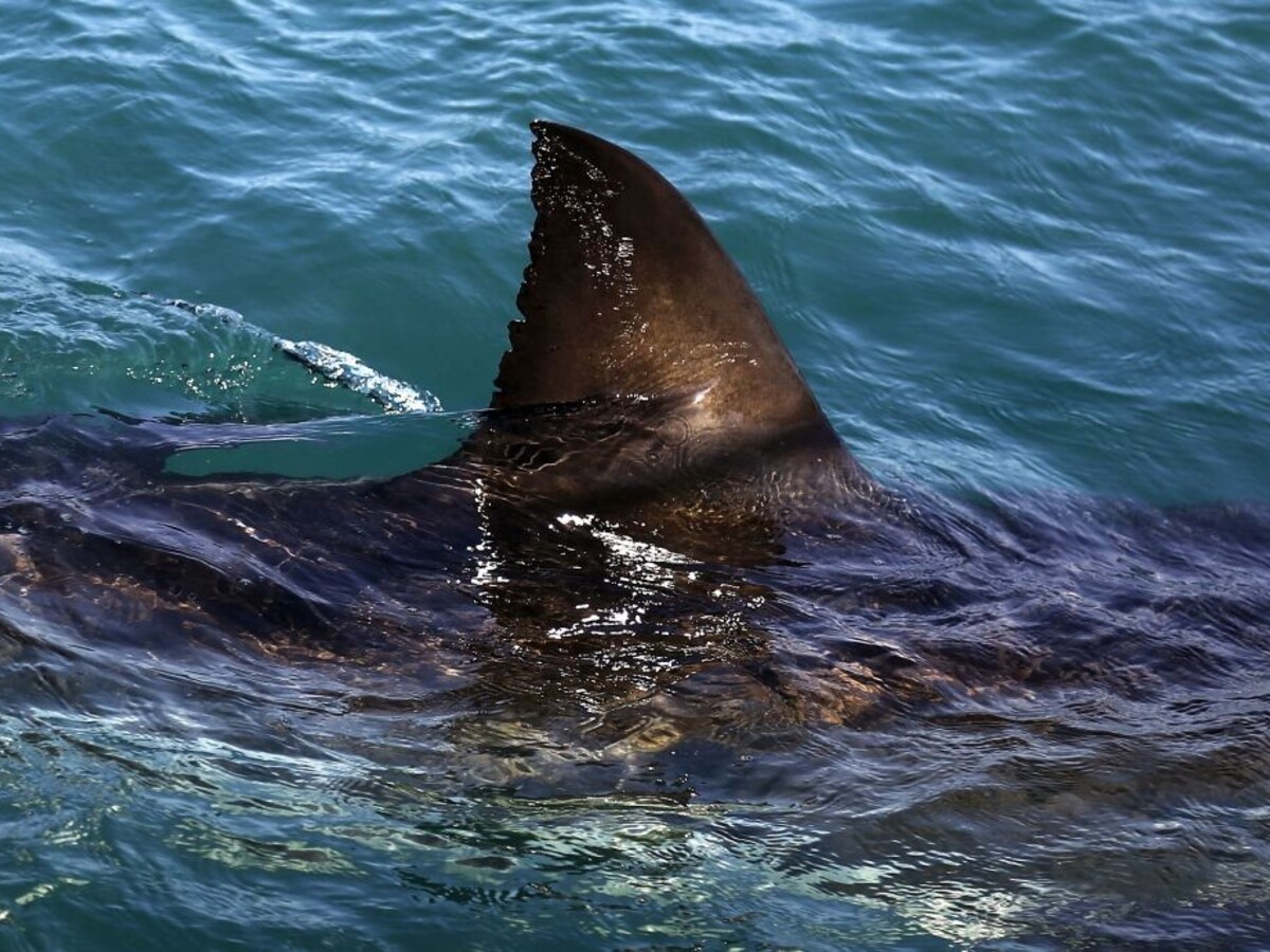 Žralok opäť útočil. 50-ročného surfistu sa už nepodarilo zachrániť