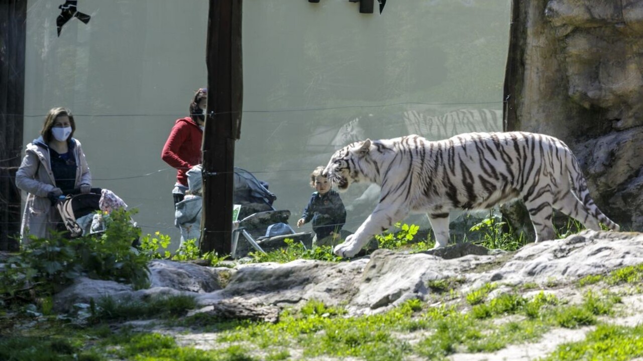 Bratislavské múzeum, zoo i galéria evidujú výpadky v desaťtisícoch eur