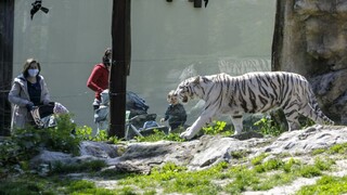 Bratislavské múzeum, zoo i galéria evidujú výpadky v desaťtisícoch eur