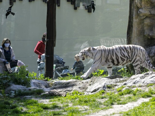 Bratislavské múzeum, zoo i galéria evidujú výpadky v desaťtisícoch eur