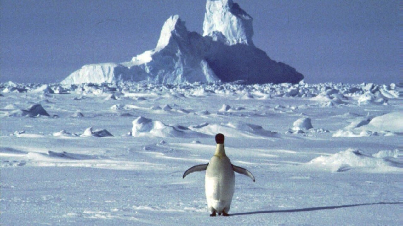 Antarktída tučniak ľad